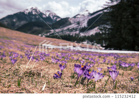 Dolina Chocholowska with blossoming purple crocuses or saffron flowers,Tatra mountains, Poland. Dolina Chocholowska with blossoming purple crocuses or saffron flowers,Tatra mountains, Poland. 115232412