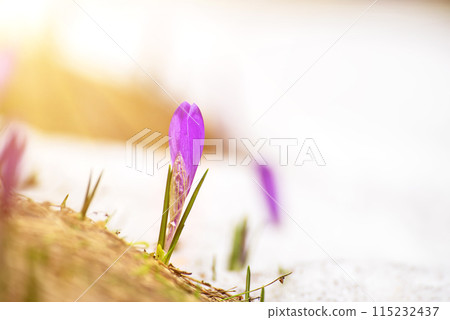 Spring crocus flower bud in the snow, Easter background 115232437