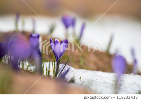 Spring crocus flowers in the snow, Easter background Spring crocus flowers in the snow, Easter background 115232438