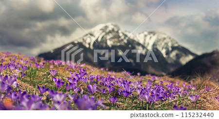 Dolina Chocholowska with blossoming purple crocuses or saffron flowers,Tatra mountains, Poland. Dolina Chocholowska with blossoming purple crocuses or saffron flowers,Tatra mountains, Poland. 115232440