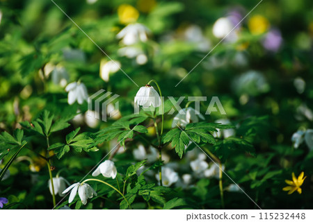 White anemone flowers growing in spring forest, natural seasonal background White anemone flowers growing in spring forest, natural seasonal background 115232448