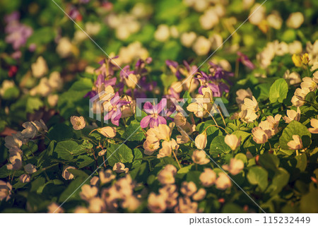 White anemone and violet flowers growing in spring forest, natural seasonal background White anemone and violet flowers growing in spring forest, natural seasonal background 115232449