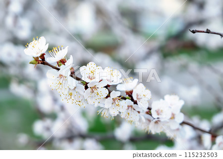 Apricot tree blossoms 115232503