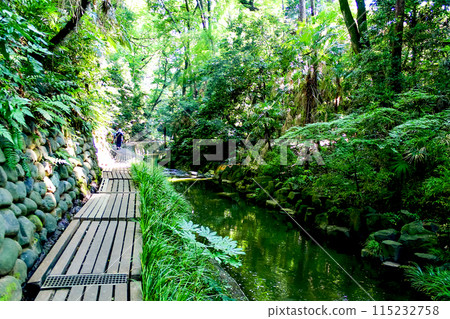 [Tokyo] Todoroki Valley in early summer: Yazawa River and walking trails 115232758