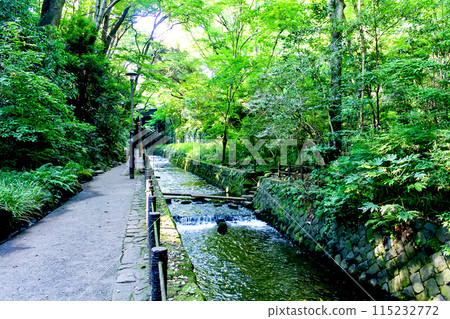 [Tokyo] Todoroki Valley in early summer - A bridge over the Yazawa River and a walking path 115232772