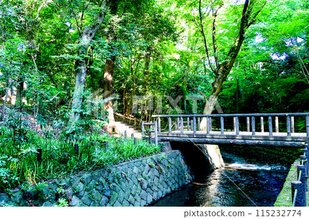 [Tokyo] Todoroki Valley in early summer: A small bridge over the Yazawa River and a walking path 115232774