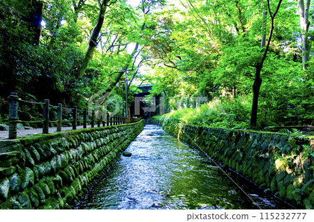 [Tokyo] Todoroki Valley in early summer - Tamazawa Bridge crossing the Yazawa River and a walking path 115232777