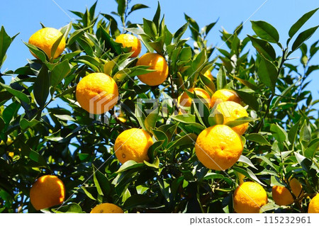 Yuzu fruits growing in the woods of Moroyama Town, the home of yuzu, and a clear autumn day 115232961