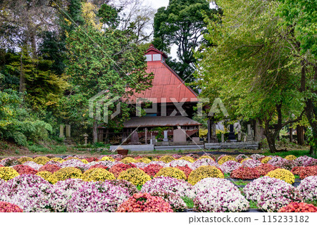 飯山花裡的札魯菊 115233182