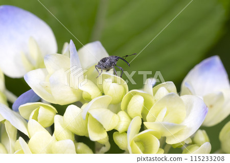 Ficus erecta 115233208