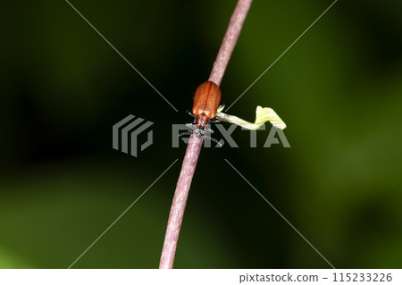 Yellow leaf beetle 115233226