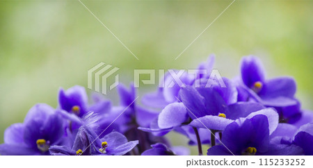 Purple Viola flowers on green background, selective focus, bloom and macro photography Purple Viola flowers on green background, selective focus, bloom and macro photography 115233252