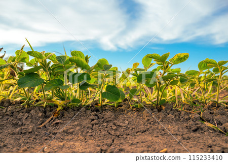Low angle view of soybean seedlings on plantation field 115233410