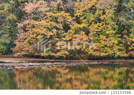 Lake Shinsho in autumn, Kanagawa Prefecture 115233598