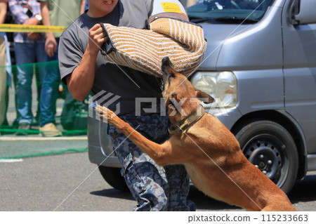 Training security dogs to subdue intruders - Japan Air Self-Defense Force security dog training Training security dogs to subdue intruders - Japan Air Self-Defense Force security dog training 115233663