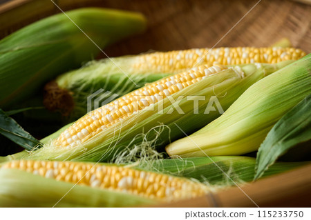 收穫的玉米 115233750