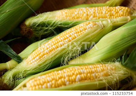 收穫的玉米 115233754