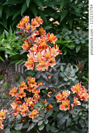 Alstroemeria Alstroemeria 115233784