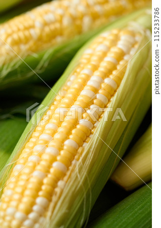 Close-up of corn 115233786