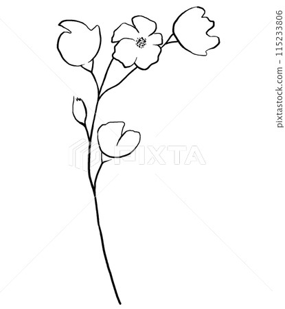 Hand drawn wildflowers, black outlines flowers isolated illustration, wedding stationery Hand drawn wildflowers, black outlines flowers isolated illustration, wedding stationery 115233806