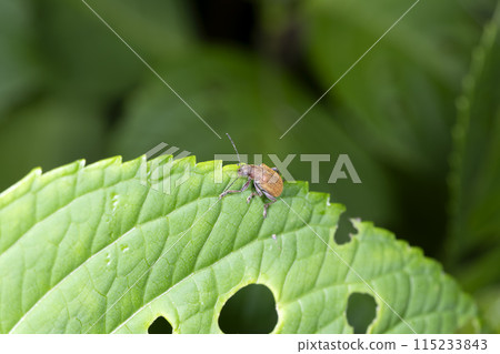Japanese beetle Japanese beetle 115233843