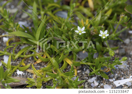 Hamatsumekusa Hamatsumekusa 115233847