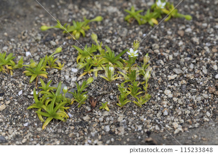 Hamatsumekusa Hamatsumekusa 115233848