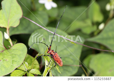 Hoshi Benicami 115233887