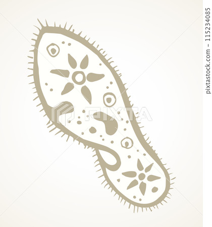 Paramecium caudatum. Vector drawing icon 115234085