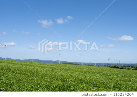 A view of tea fields under a blue sky (Shizuoka Prefecture) A view of tea fields under a blue sky (Shizuoka Prefecture) 115234204