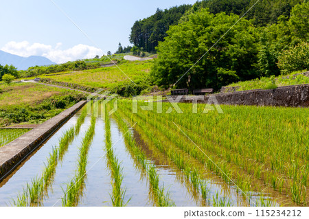 Rice terraces in Nakano, Minami Alps, Yamanashi Prefecture 115234212