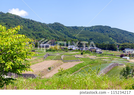 Rice terraces in Nakano, Minami-Alps City, Yamanashi Prefecture (some fields are left fallow) 115234217