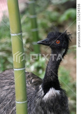 A collaboration between bamboo and emu A collaboration between bamboo and emu 115234356