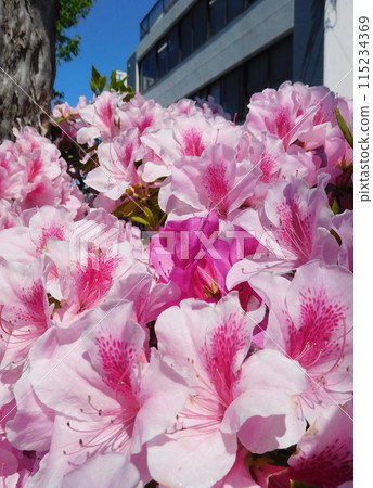 A flowering azaleas flower 115234369