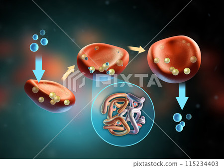 Oxygen transfer through erythrocytes 115234403