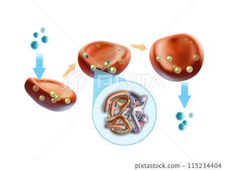 Oxygen transfer through erythrocytes 115234404