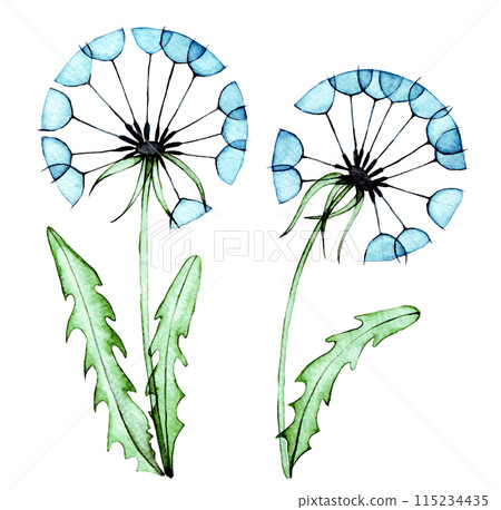 watercolor drawing, set of wild flowers, dandelion. transparent flowers, x-ray watercolor drawing, set of wild flowers, dandelion. transparent flowers, x-ray 115234435