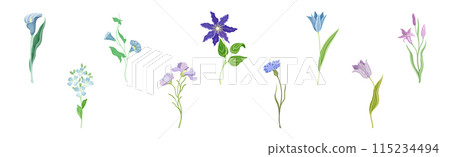 Purple Flowers on Stem as Meadow or Field Plant Vector Set 115234494