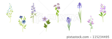 Purple Flowers on Stem as Meadow or Field Plant Vector Set 115234495
