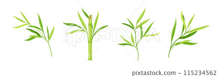Bamboo Green Stalk or Branch with Leaf Vector Set Bamboo Green Stalk or Branch with Leaf Vector Set 115234562