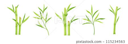 Bamboo Green Stalk or Branch with Leaf Vector Set 115234563