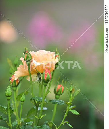 Mini roses wet in the rain 115234725