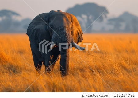 Elephant Walking Through Golden Savanna at Sunset 115234782
