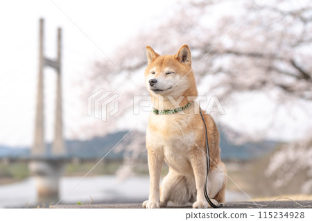 櫻花與柴犬 櫻花背景上的柴犬 可愛的柴犬 Akane Shiba Inu 115234928
