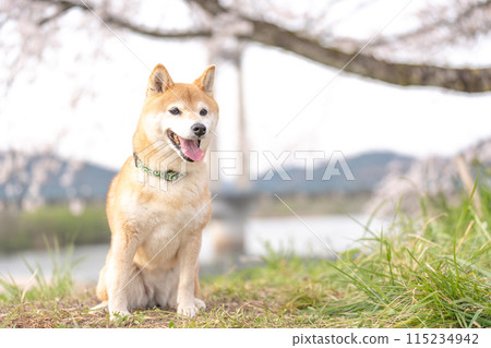 Cherry blossoms and Shiba Inu, Shiba Inu on a cherry blossom background, Cute Shiba Inu, Shiba Inu Akane Cherry blossoms and Shiba Inu, Shiba Inu on a cherry blossom background, Cute Shiba Inu, Shiba Inu Akane 115234942