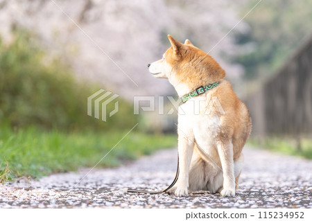 Cherry blossoms and Shiba Inu, Shiba Inu on a cherry blossom background, Cute Shiba Inu, Shiba Inu Akane Cherry blossoms and Shiba Inu, Shiba Inu on a cherry blossom background, Cute Shiba Inu, Shiba Inu Akane 115234952