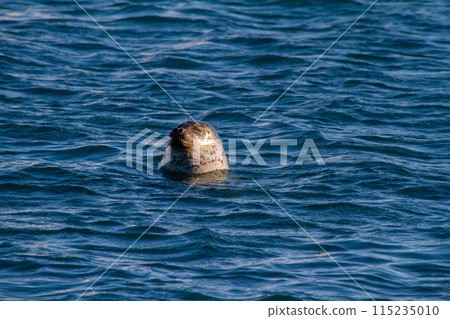 Goma seals Goma seals 115235010