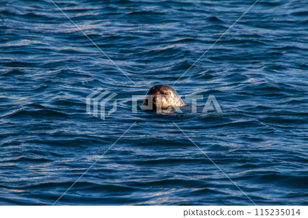 Goma seals 115235014