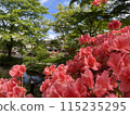 紅杜鵑花 115235295