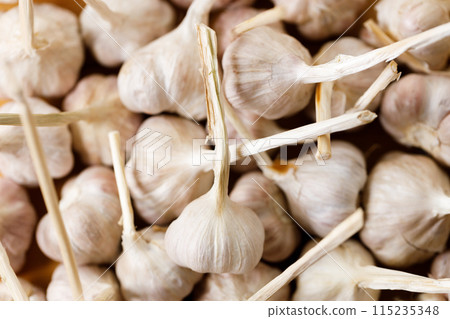 Ripe organic garlic clove and bulb on wooden background. Close-up. Selective focus. Ripe organic garlic clove and bulb on wooden background. Close-up. Selective focus. 115235348